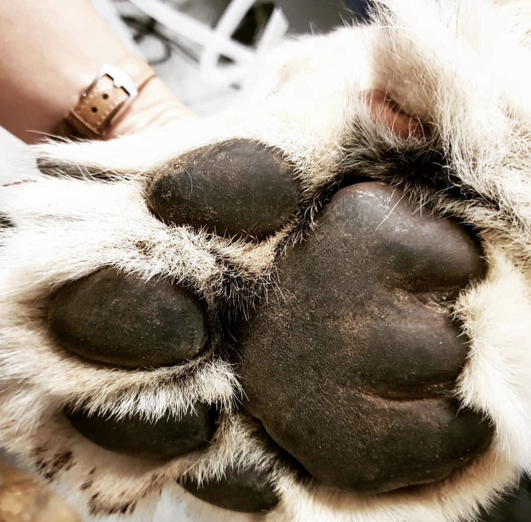 A lion's paw — the animals Jessica has spent her life caring for